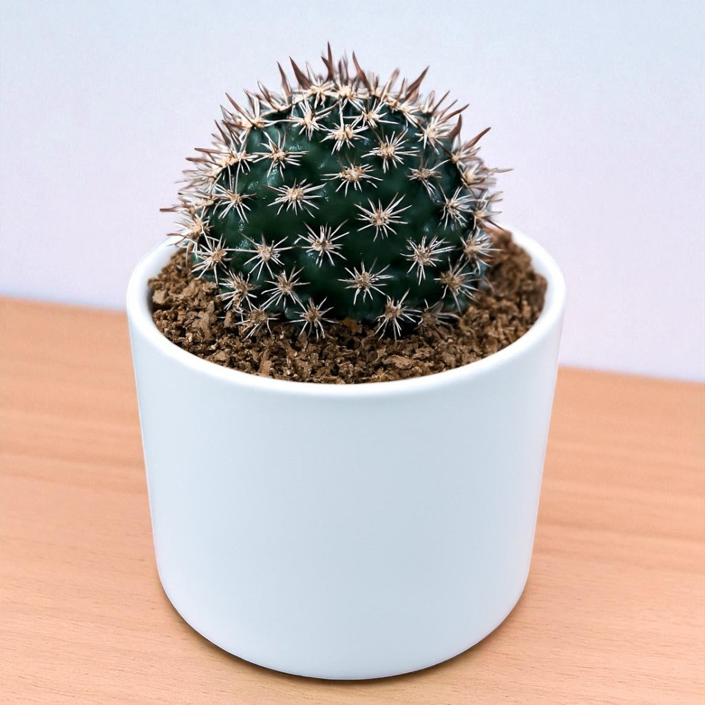 CHOCOLATE CACTUS (BARE ROOTED)
