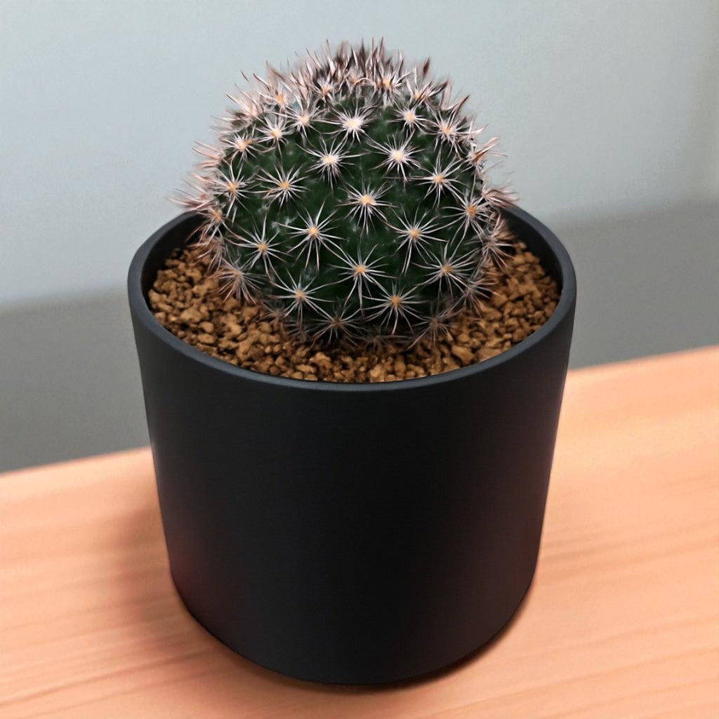 CHOCOLATE CACTUS (BARE ROOTED)