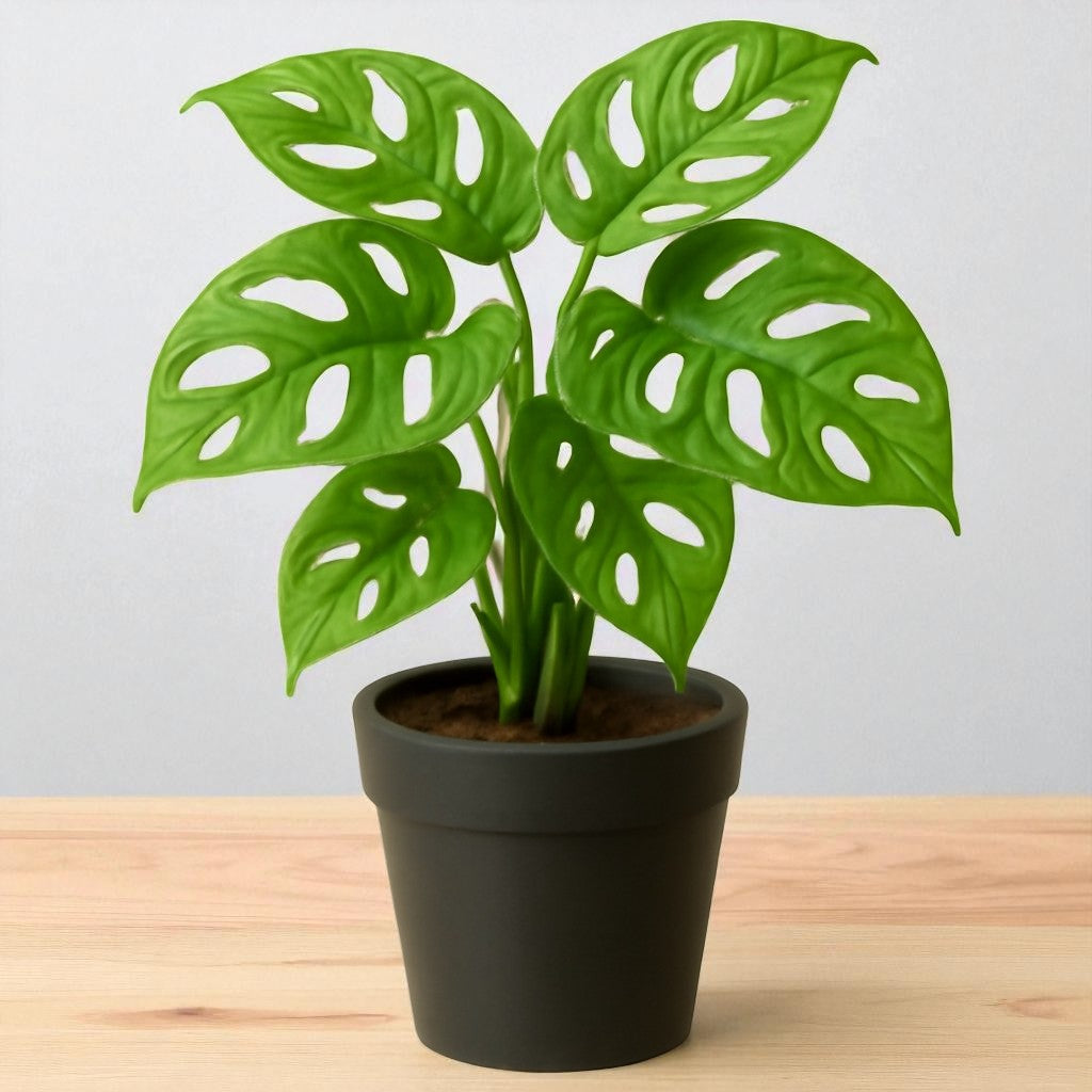 Monstera Adansonii Broken Heart Plant