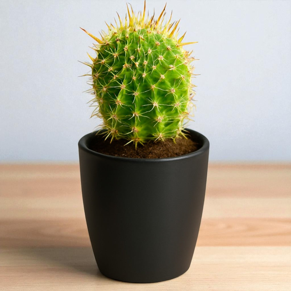 Cactus 4