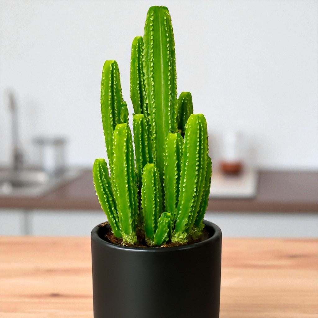 Anacanthocereus fairy tail cactus
