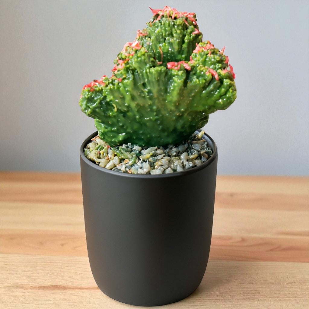 Boxer Cactus (Bare Rooted)