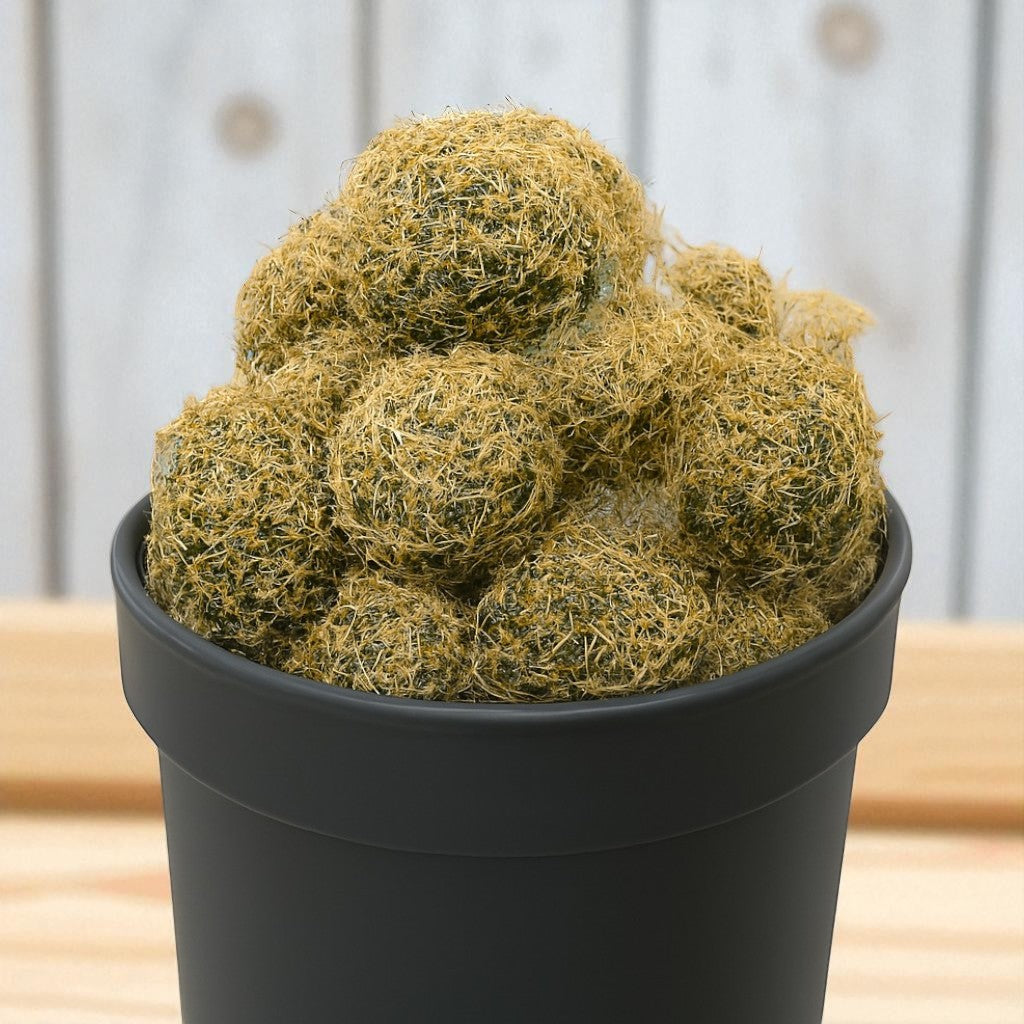 ROUND SPIKE CACTUS (BARE ROOTED)