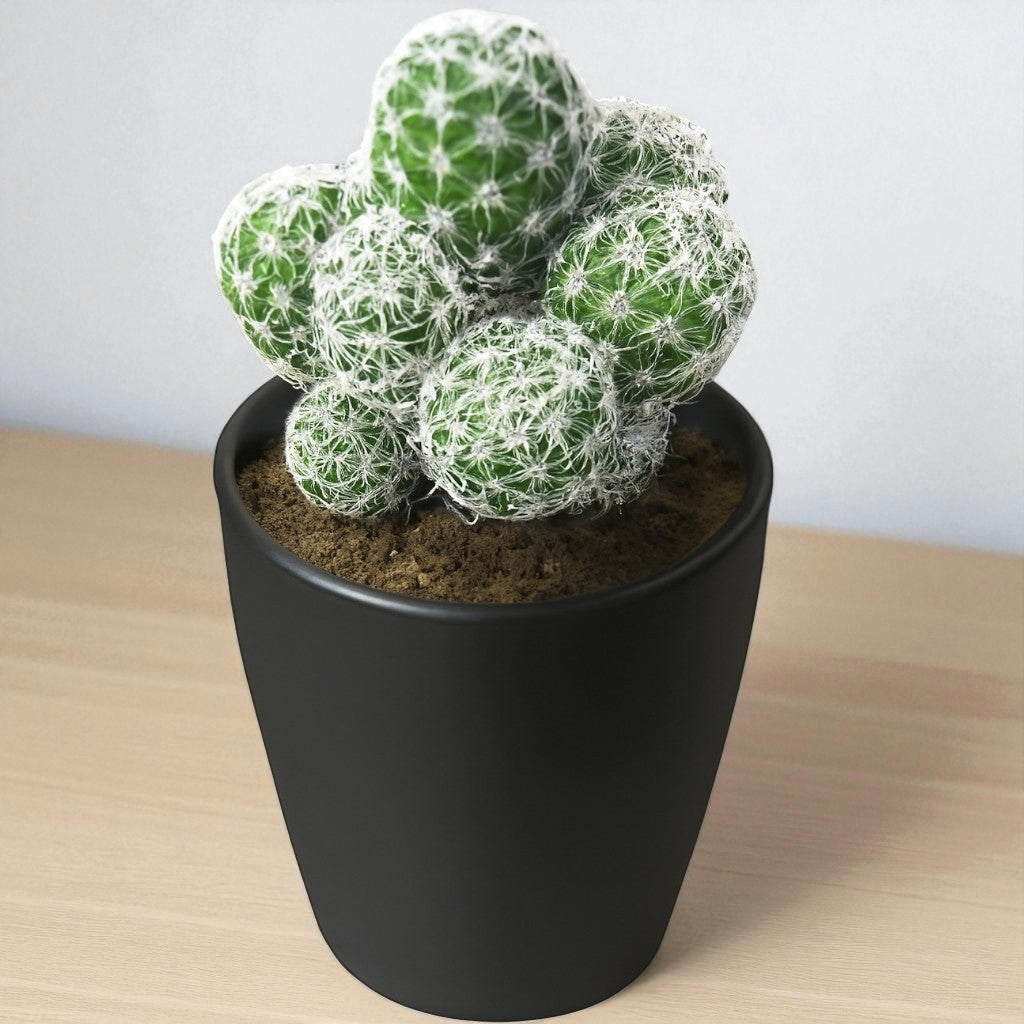 Mammillaria gracilis fragilis (Thimble Cactus) (Bare Rooted)