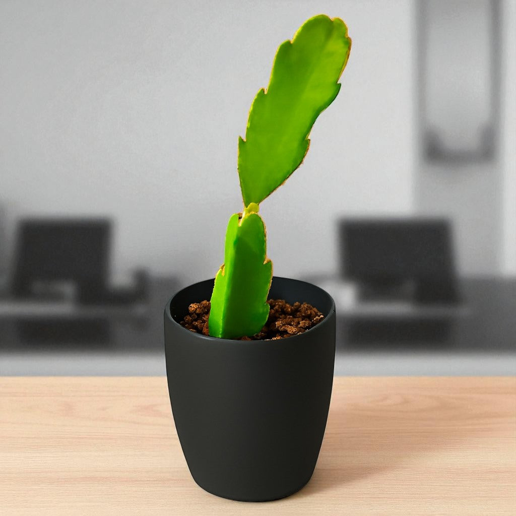 Dragon Fruit Plant (Bare rooted )