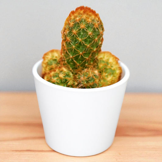 Mammillaria elongata "Ladyfinger Cactus"