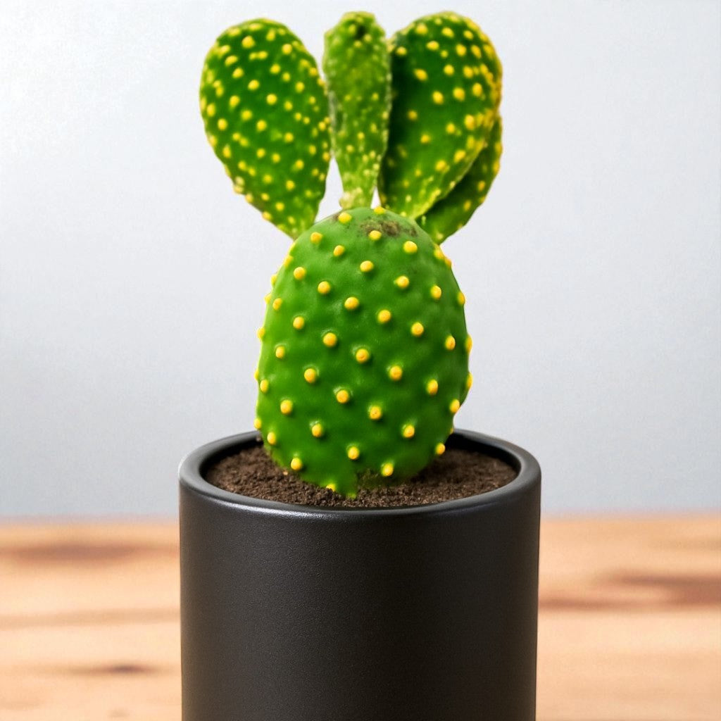 Opuntia Microdasys Var. Pallida Bunny Ear Cactus