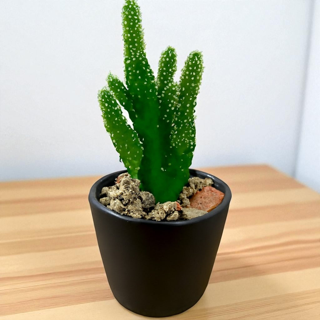 Opuntia Monocantha (Bare Rooted)