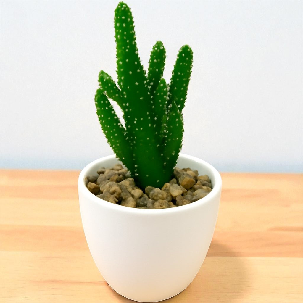Opuntia Monocantha (Bare Rooted)