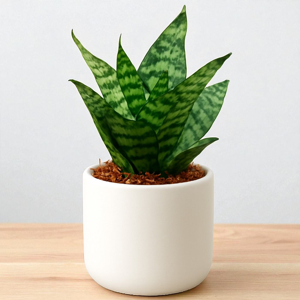 SANSEVERIA HANII DWARF (SNAKE PLANT) Bare Rooted