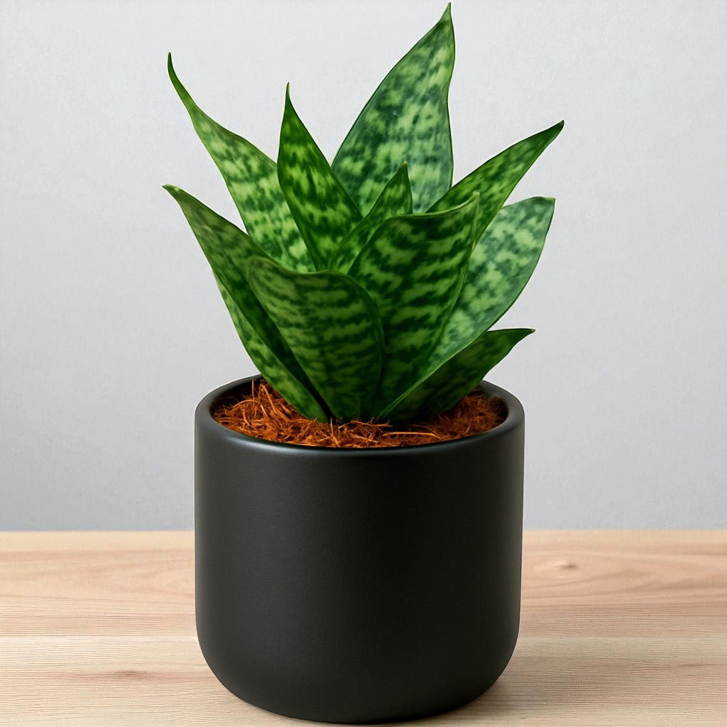 SANSEVERIA HANII DWARF (SNAKE PLANT) Bare Rooted