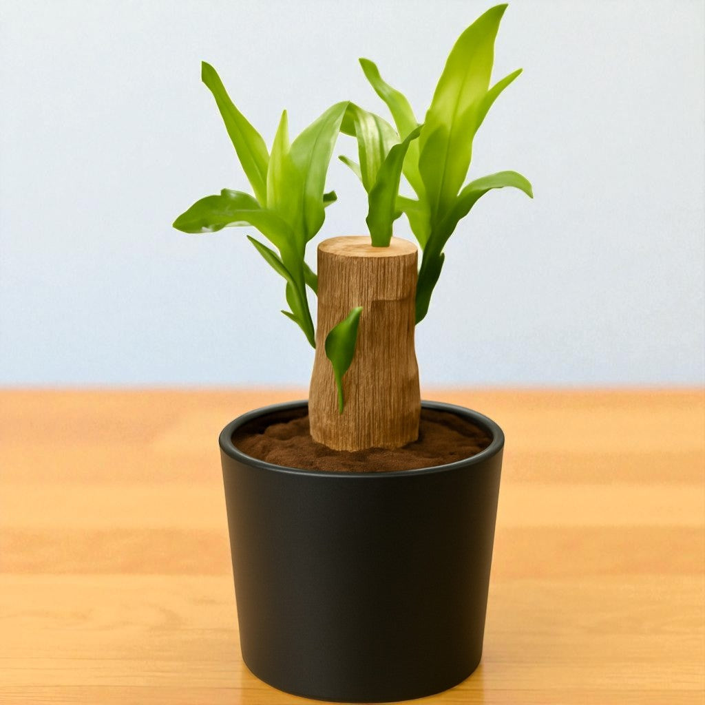 Brazilian Wood Plant