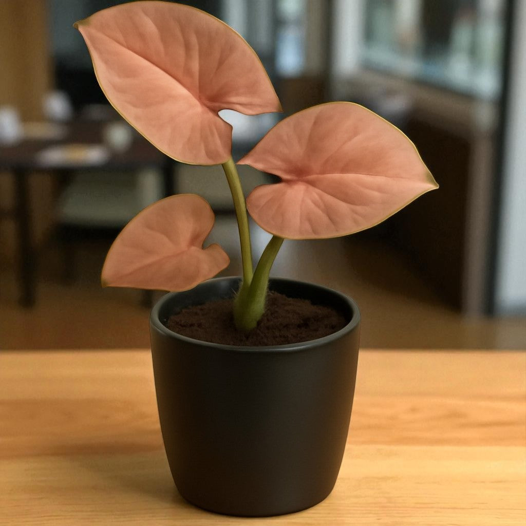 Pink syngonium Plant