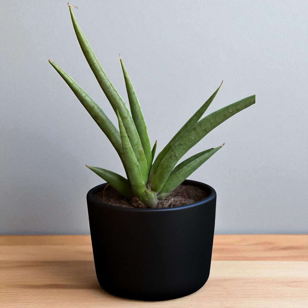 Sansevieria bacularis ‘Mikado’ – Fernwood Snake (Bare Rooted)
