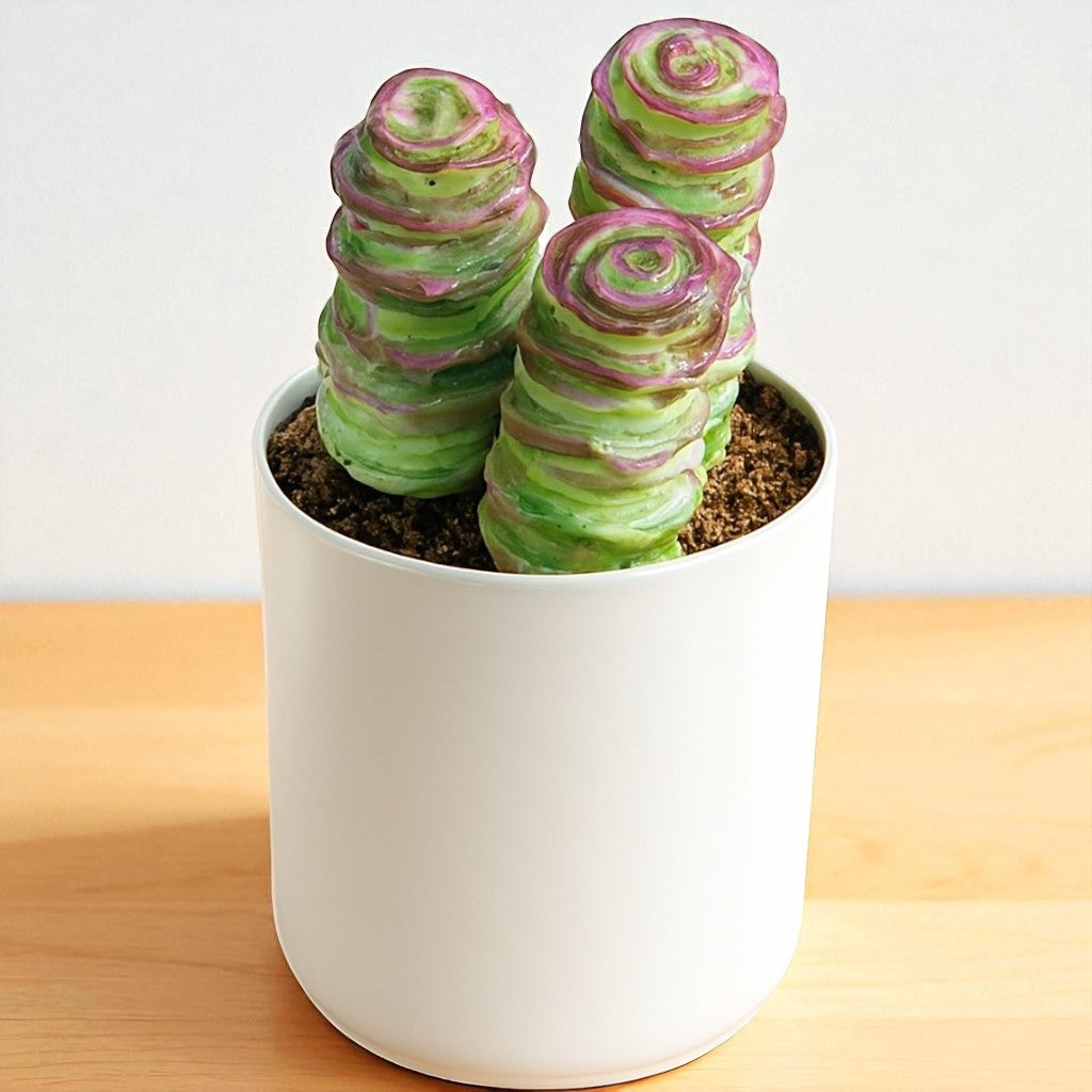 Crassulla Baby Nexclace (Bare Rooted)