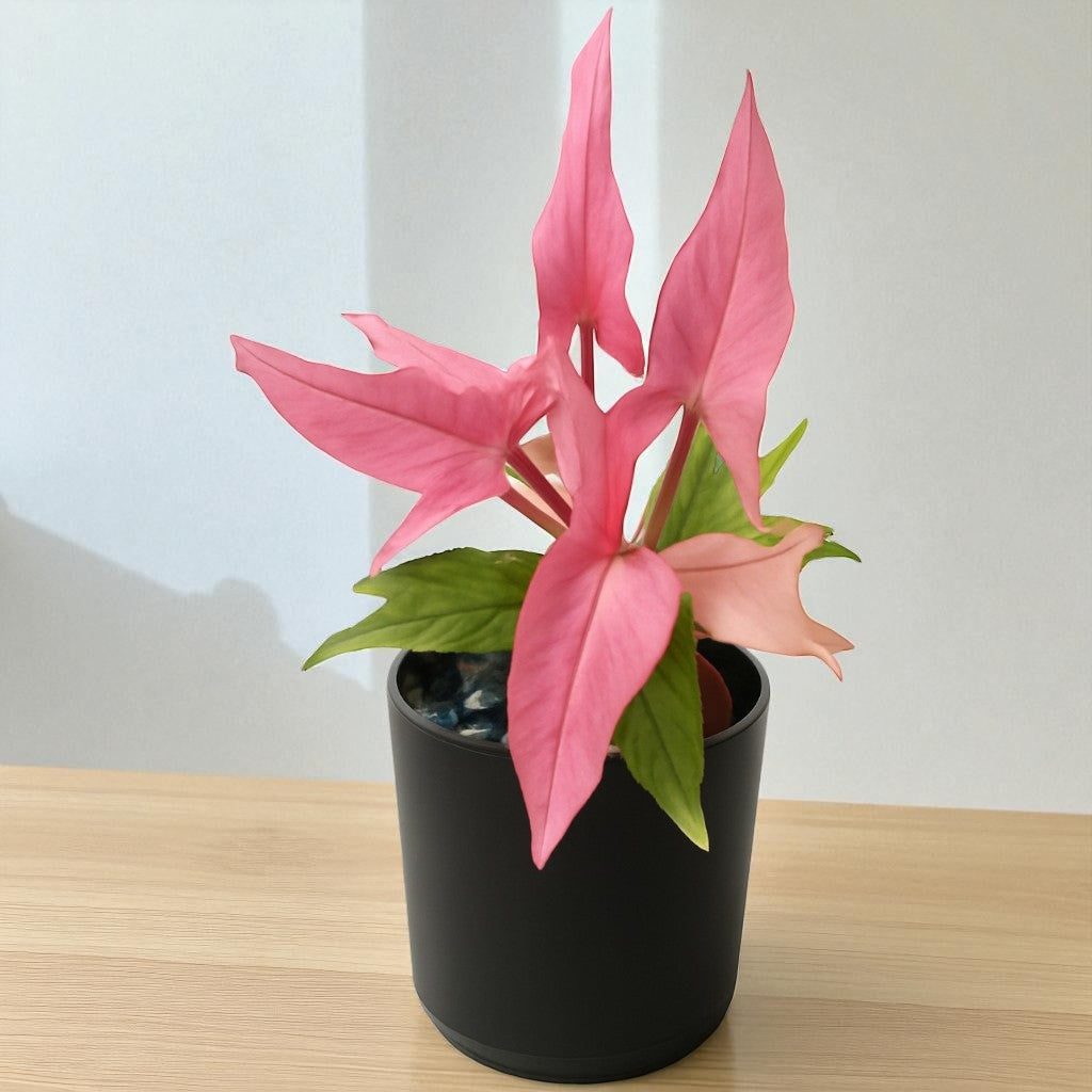 Syngonium Mickey Net pot