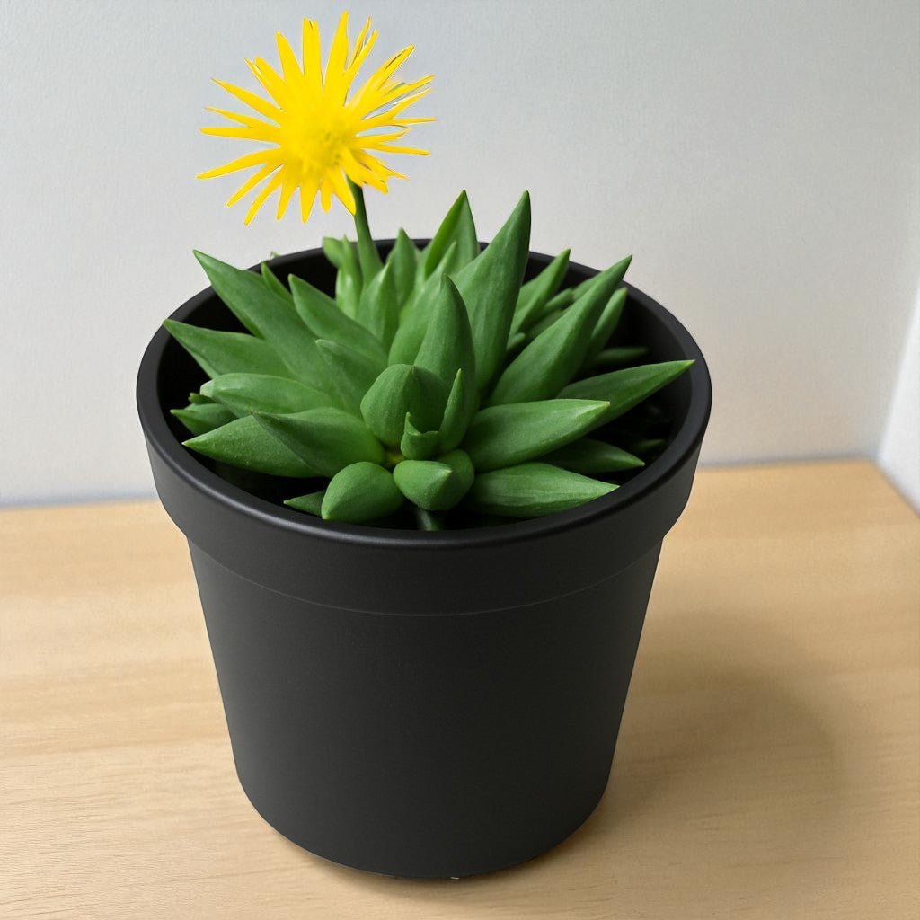 Bergaranthus Big (Bare Rooted)