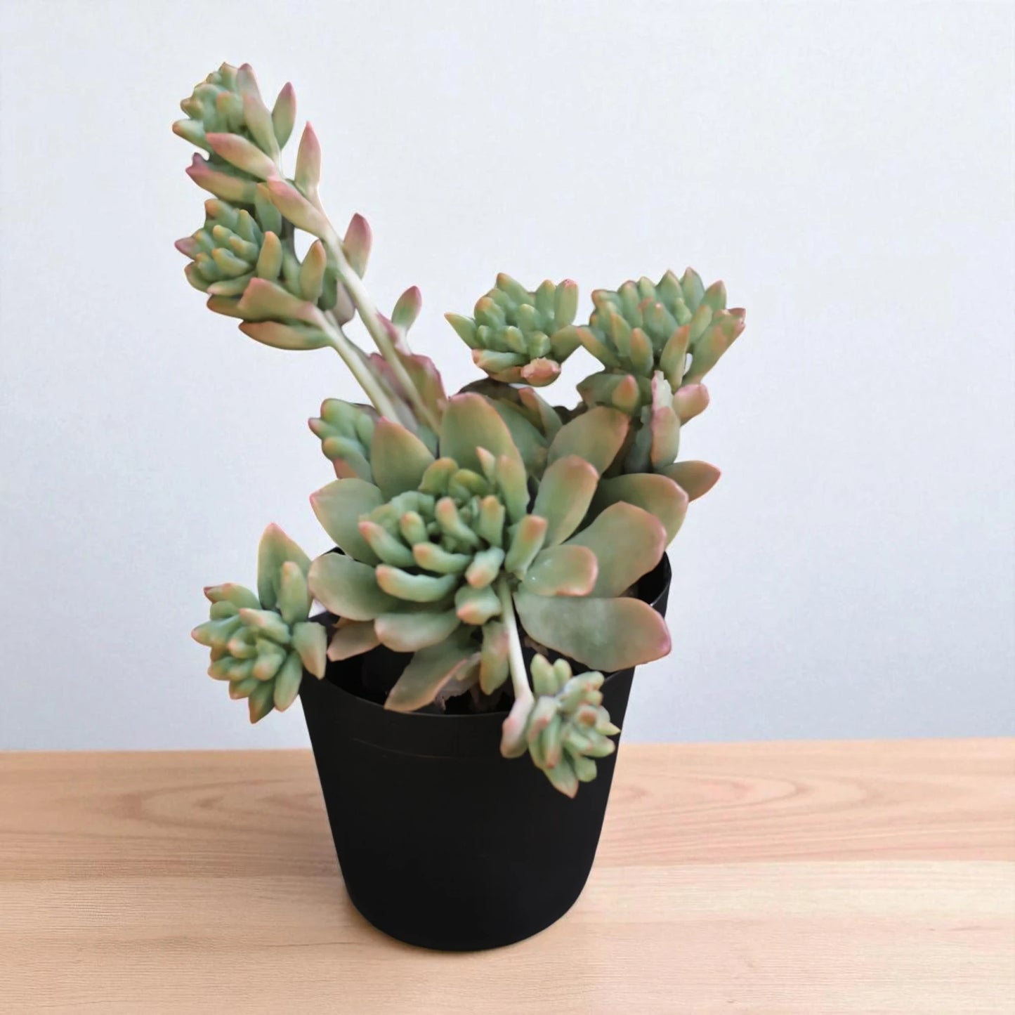 Echeveria 5