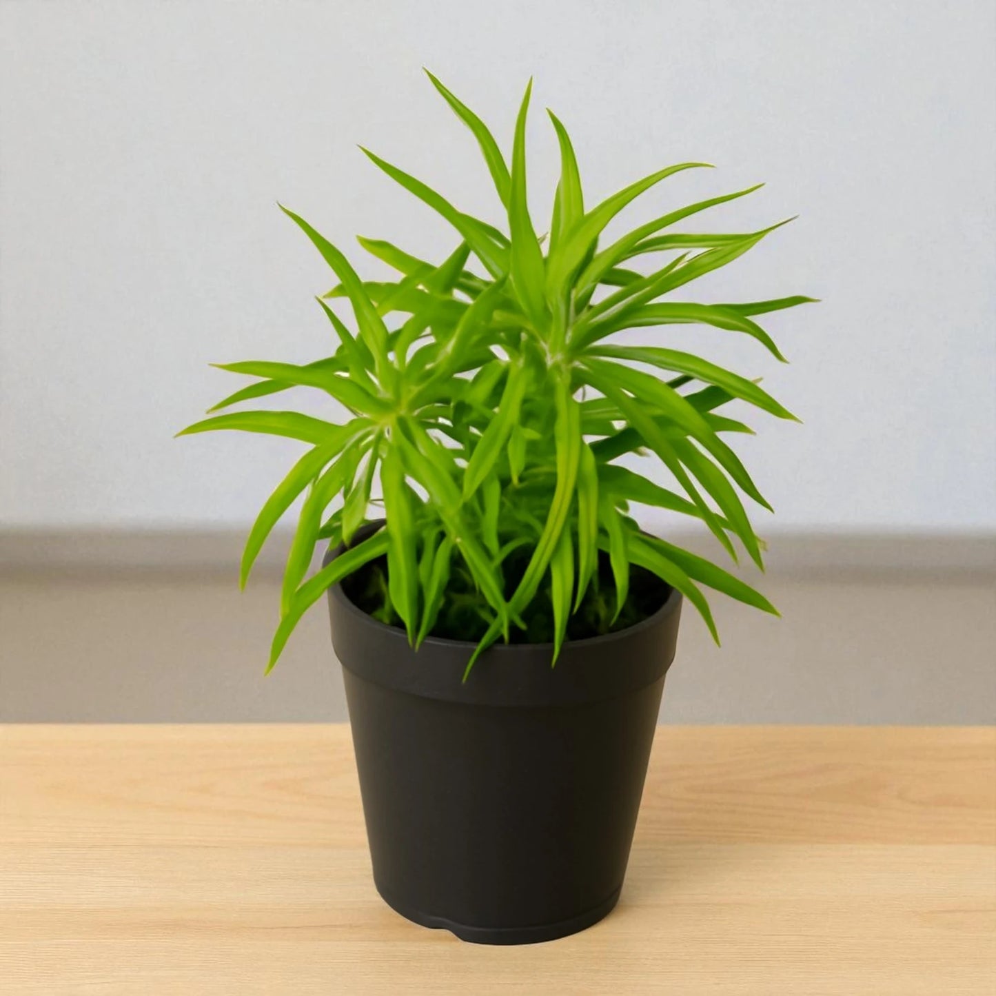 Peperomia (BARE ROOTED)