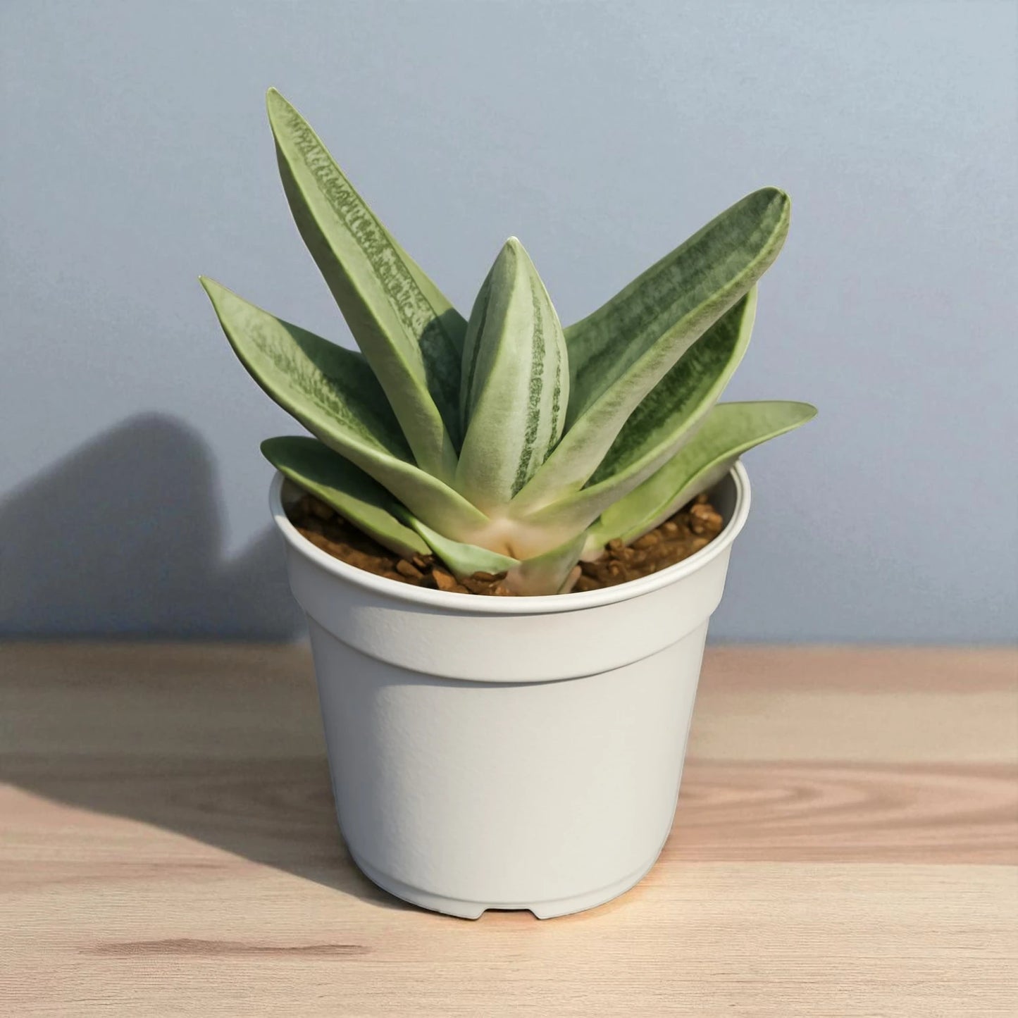 Gastaria "Little Warty"