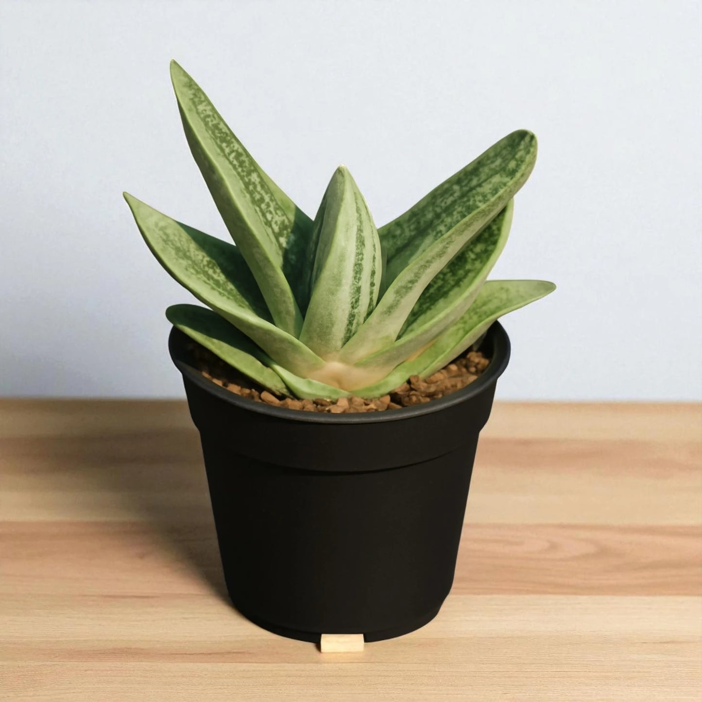 Gastaria "Little Warty"