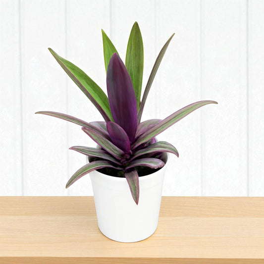 Tradescantia spathacea Rhoeo Plant