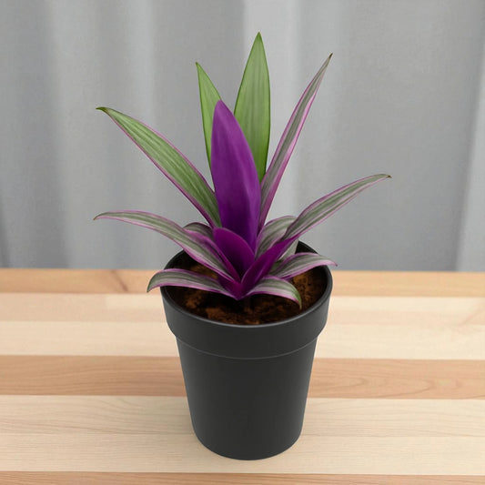 Tradescantia spathacea Rhoeo Plant