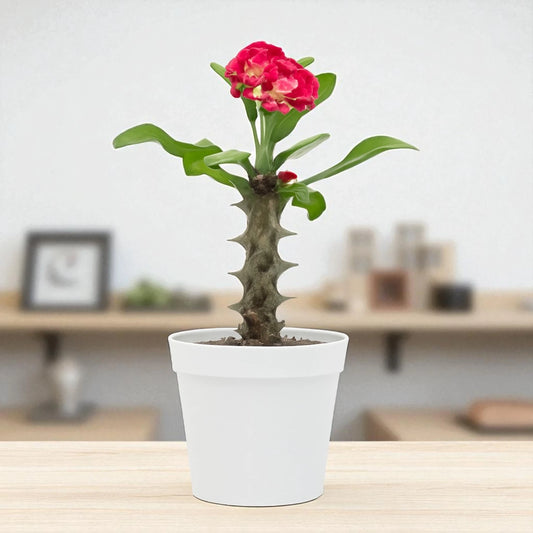 Euphorbia Milii Dwarf Red