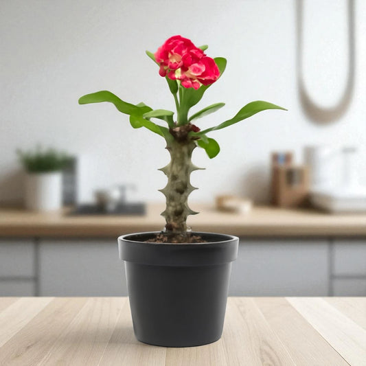 Euphorbia Milii Dwarf Red