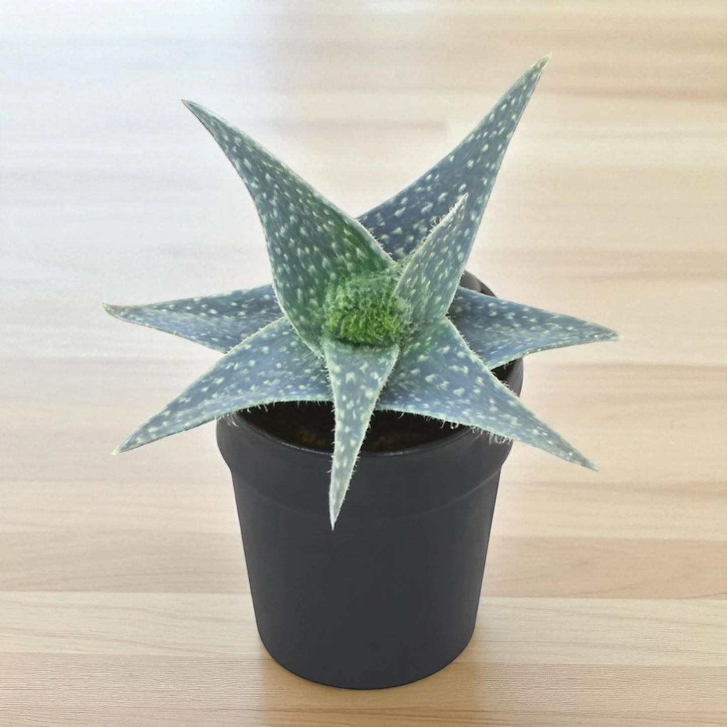 Aloe rauhii