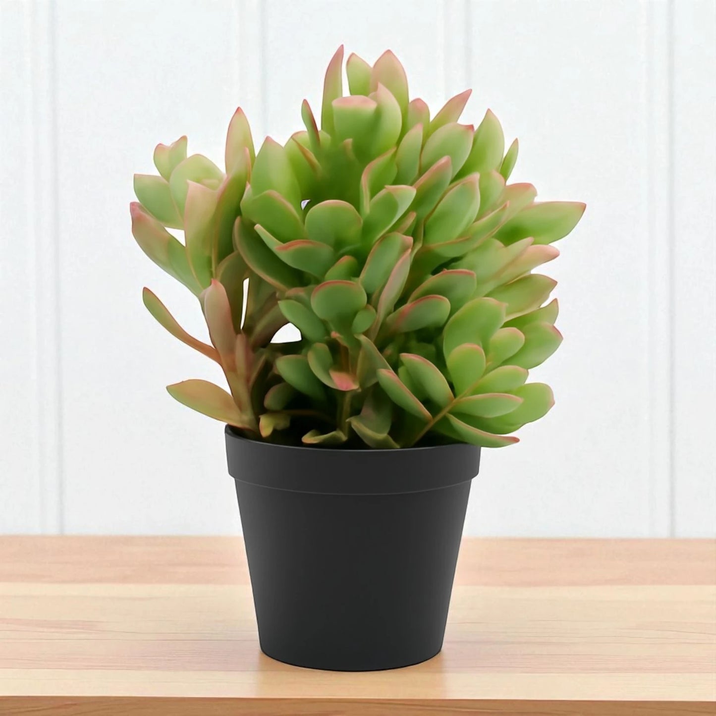 Echeveria 24
