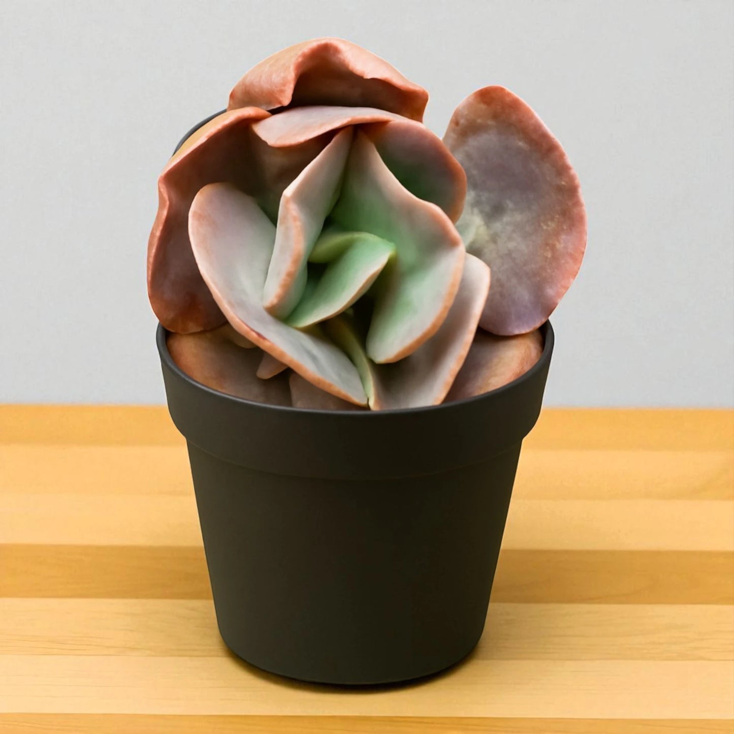 Echeveria 8