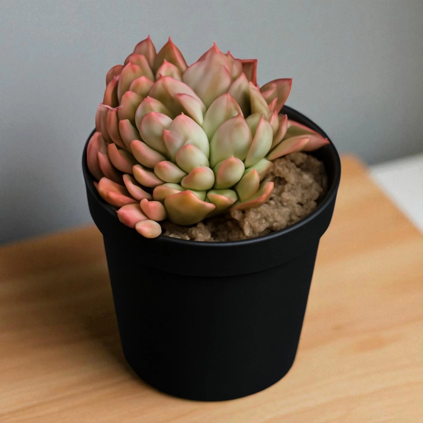 Echeveria 11