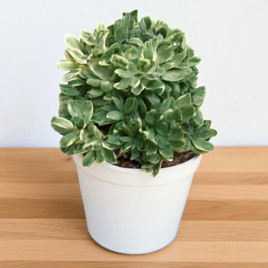 VARIEGATED AEONIUM (Bare Rooted)