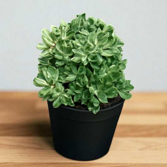 VARIEGATED AEONIUM (Bare Rooted)