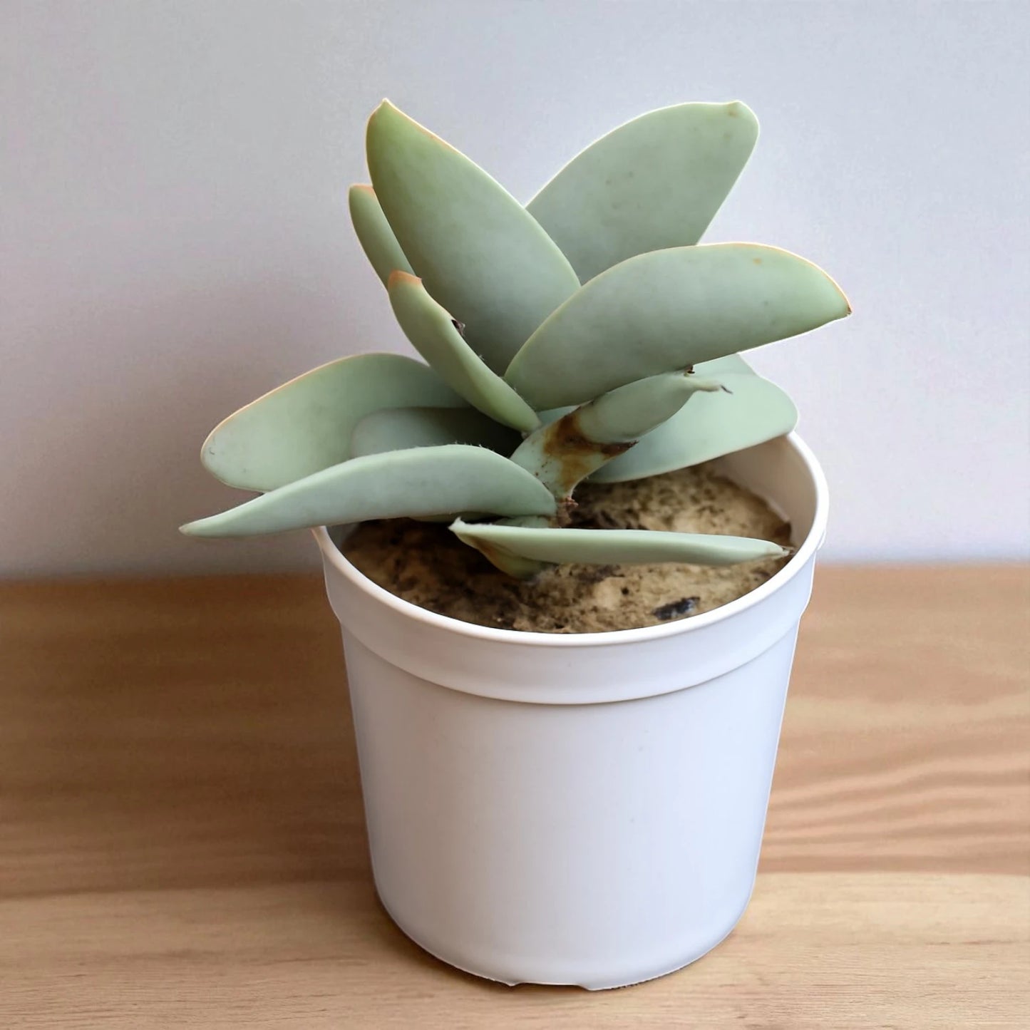 Crassula perfoliata