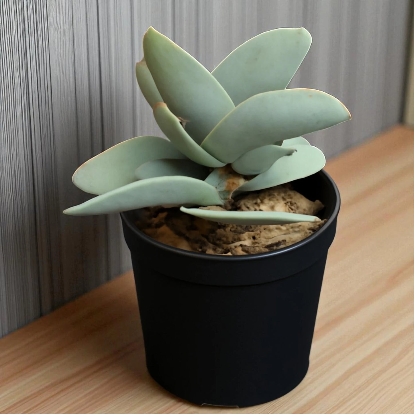 Crassula perfoliata