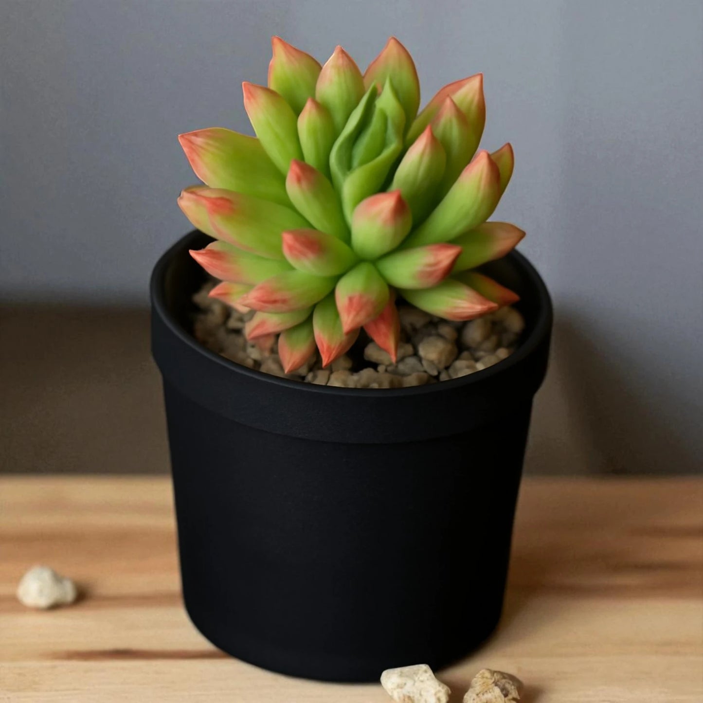 Echeveria 4