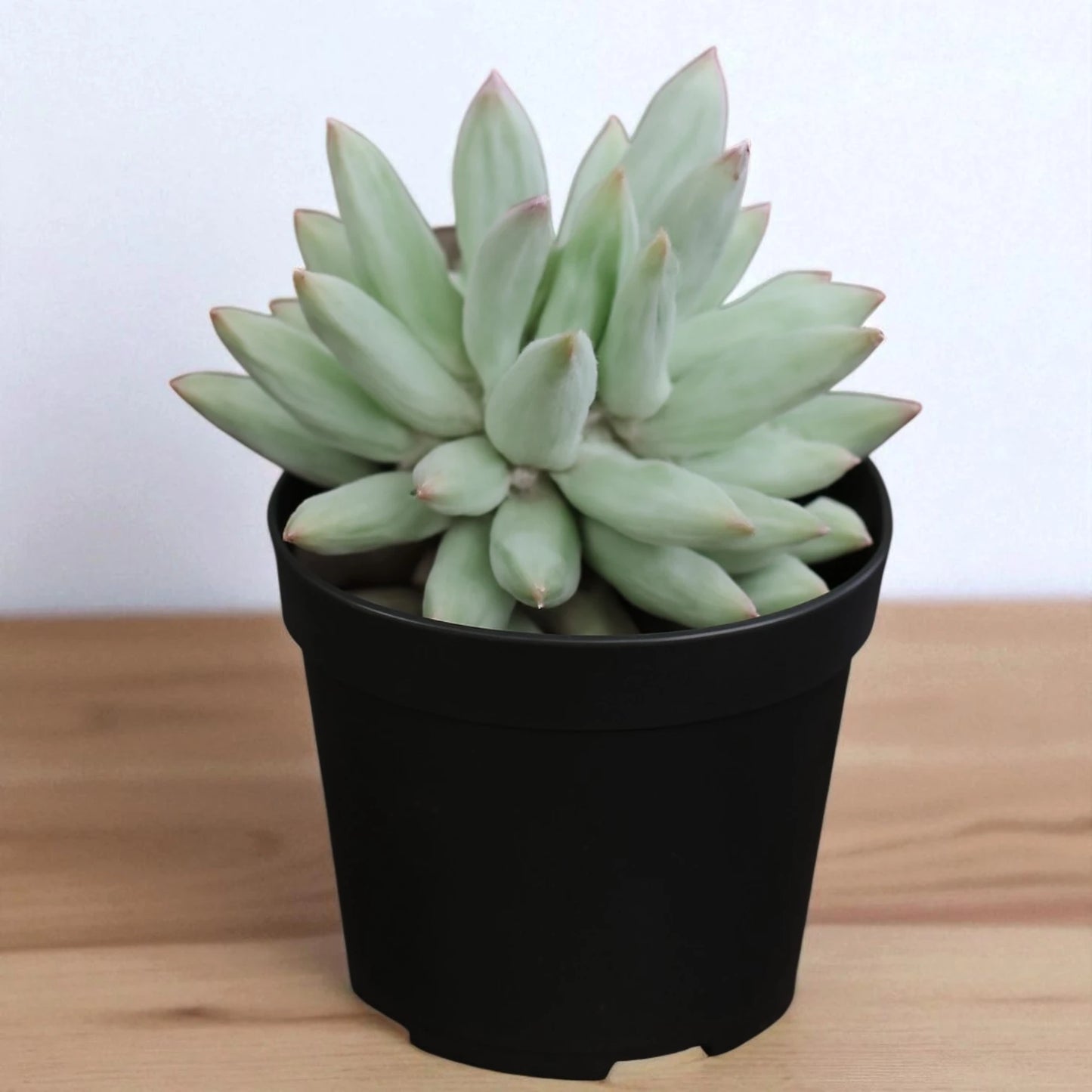 Pachyphytum hookeri