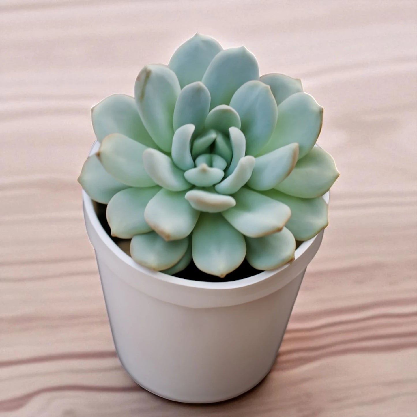 Echeveria 3