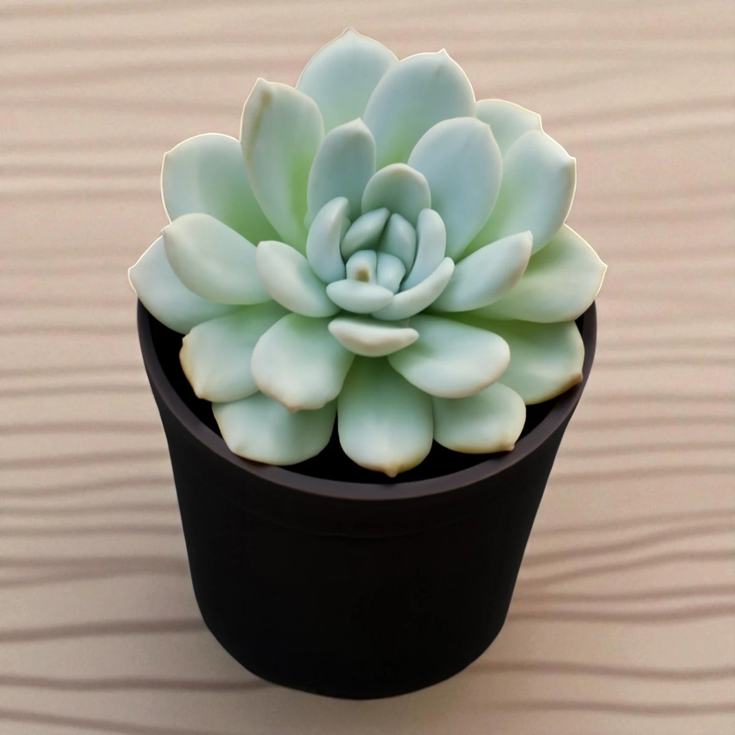 Echeveria 3
