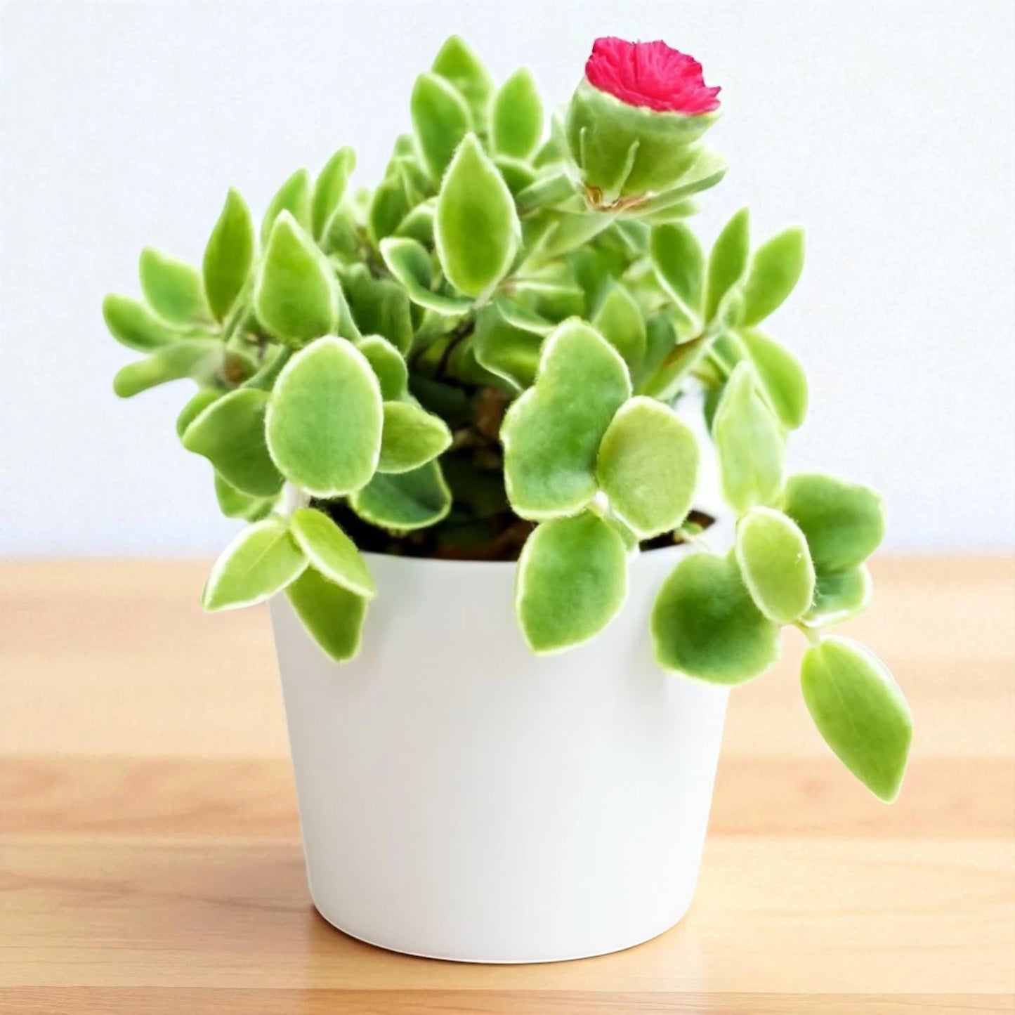 Variegated Baby Sunrose (Bare Rooted)