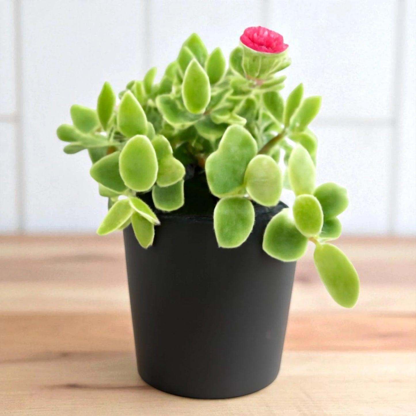 Variegated Baby Sunrose (Bare Rooted)