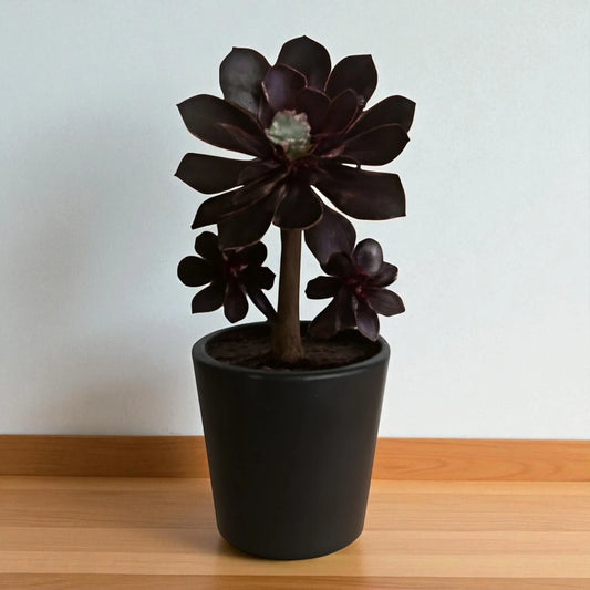 BLACK AEONIUM (Bare Rooted )