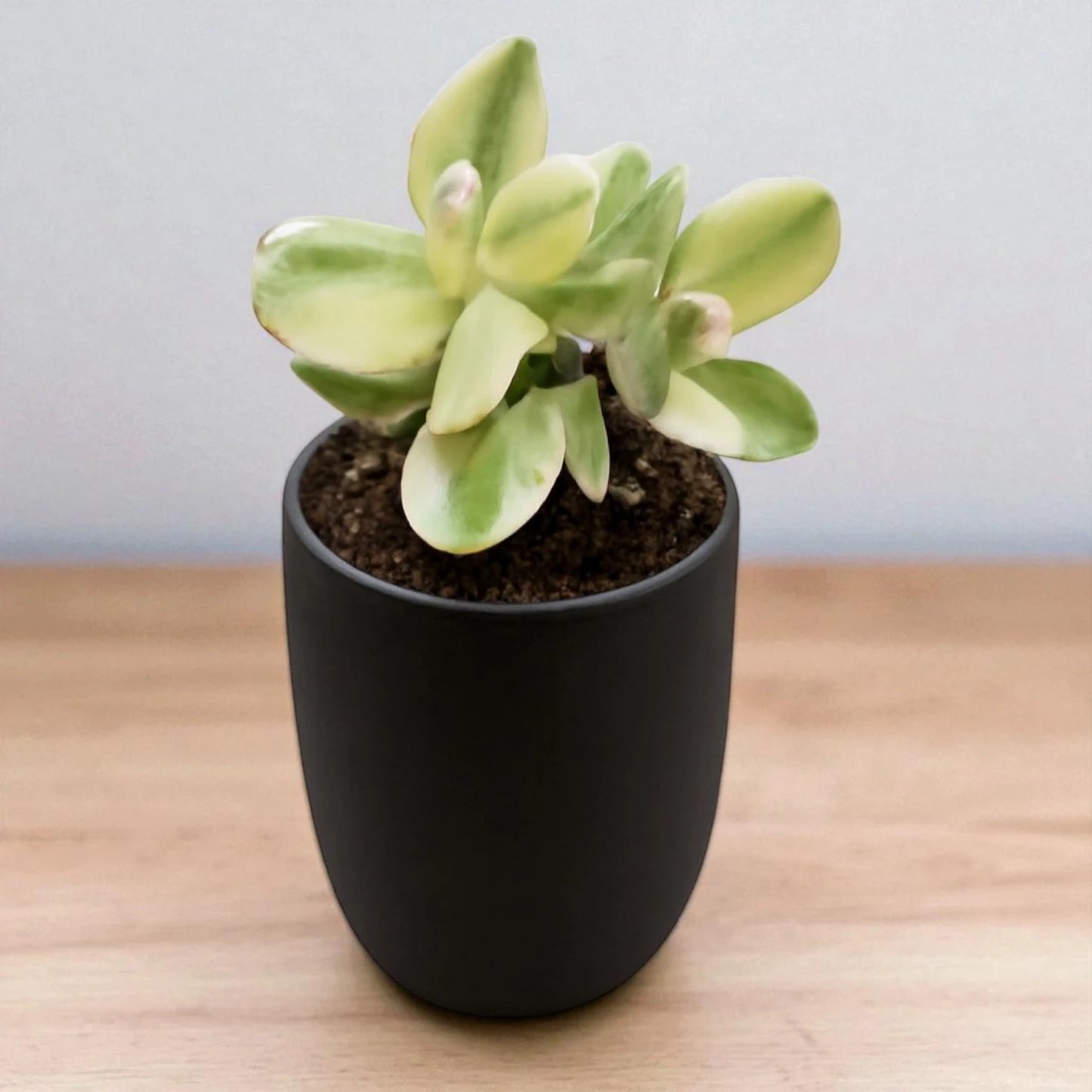 Variegated Jade Plant (Crassula Ovata)