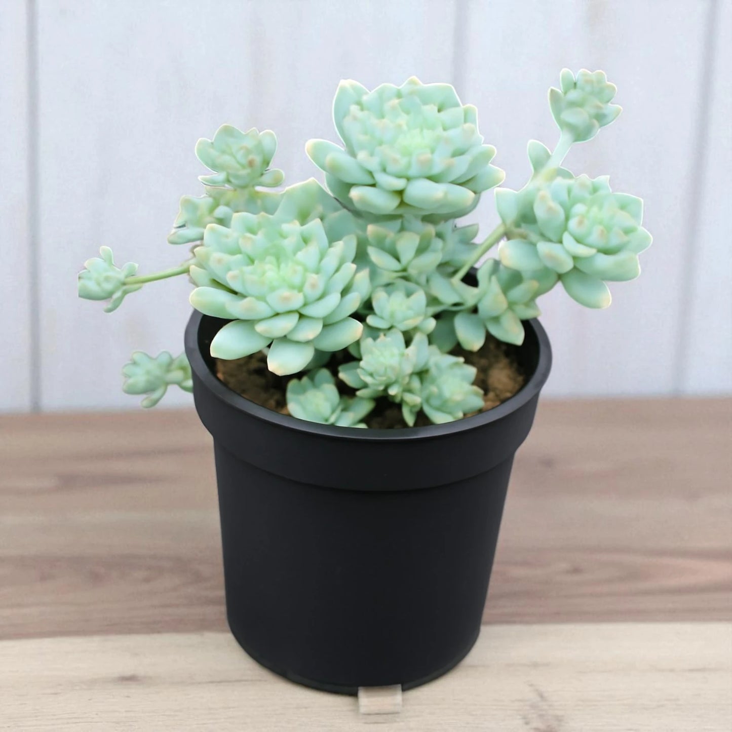 Graptopetalum macdougallii