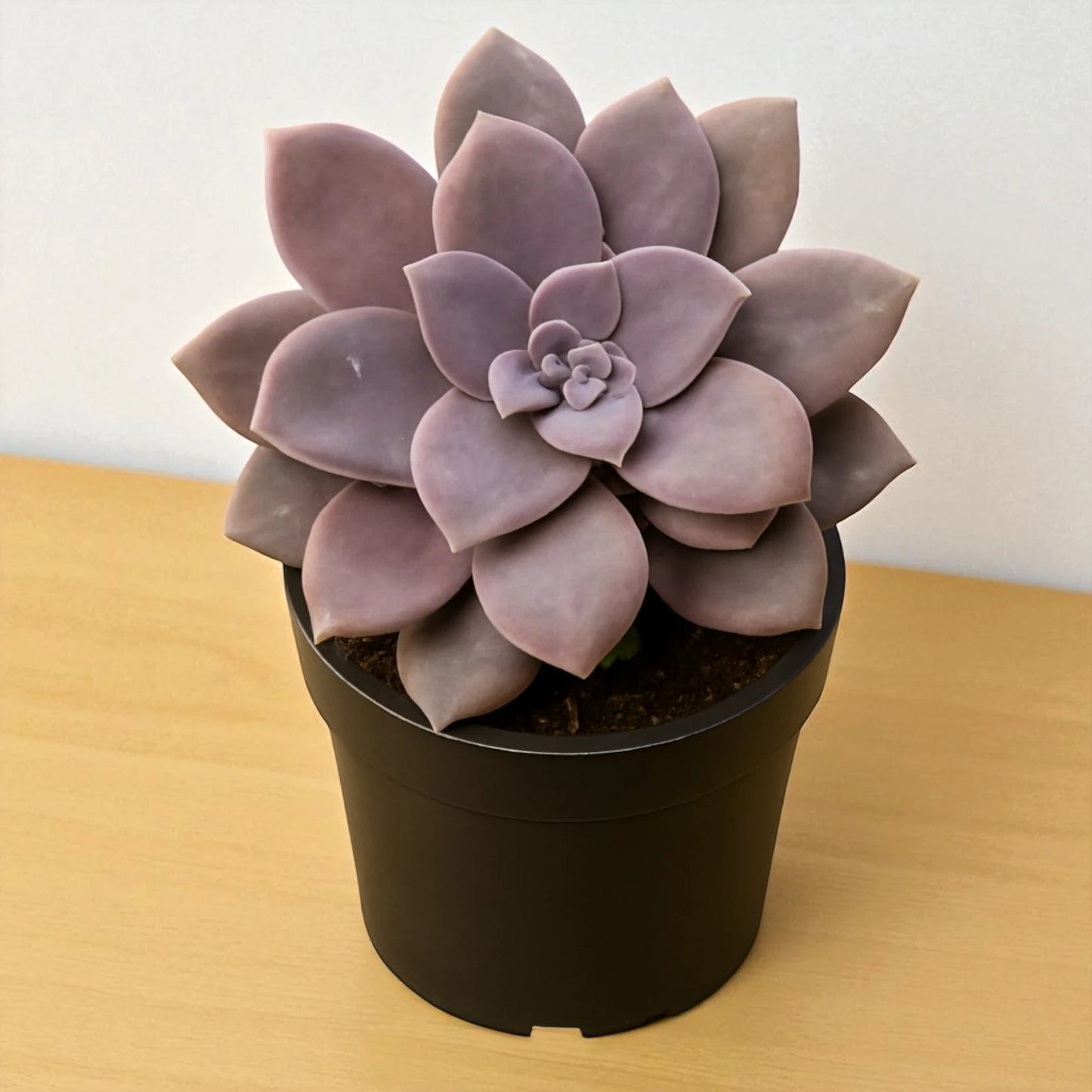 Graptopetalum paraguayense "Ghost Plant"