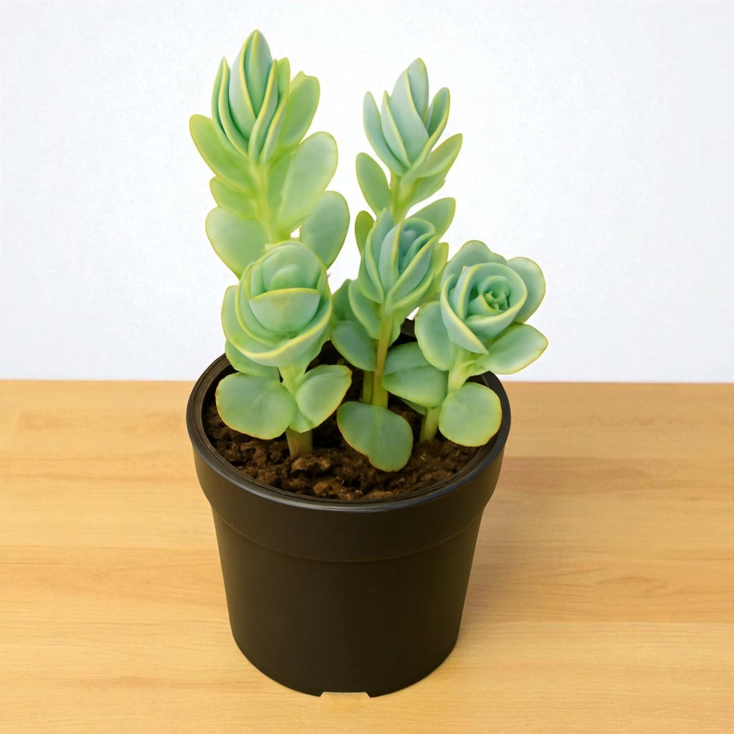 Kalanchoe Marnieriana (Bare Rooted)
