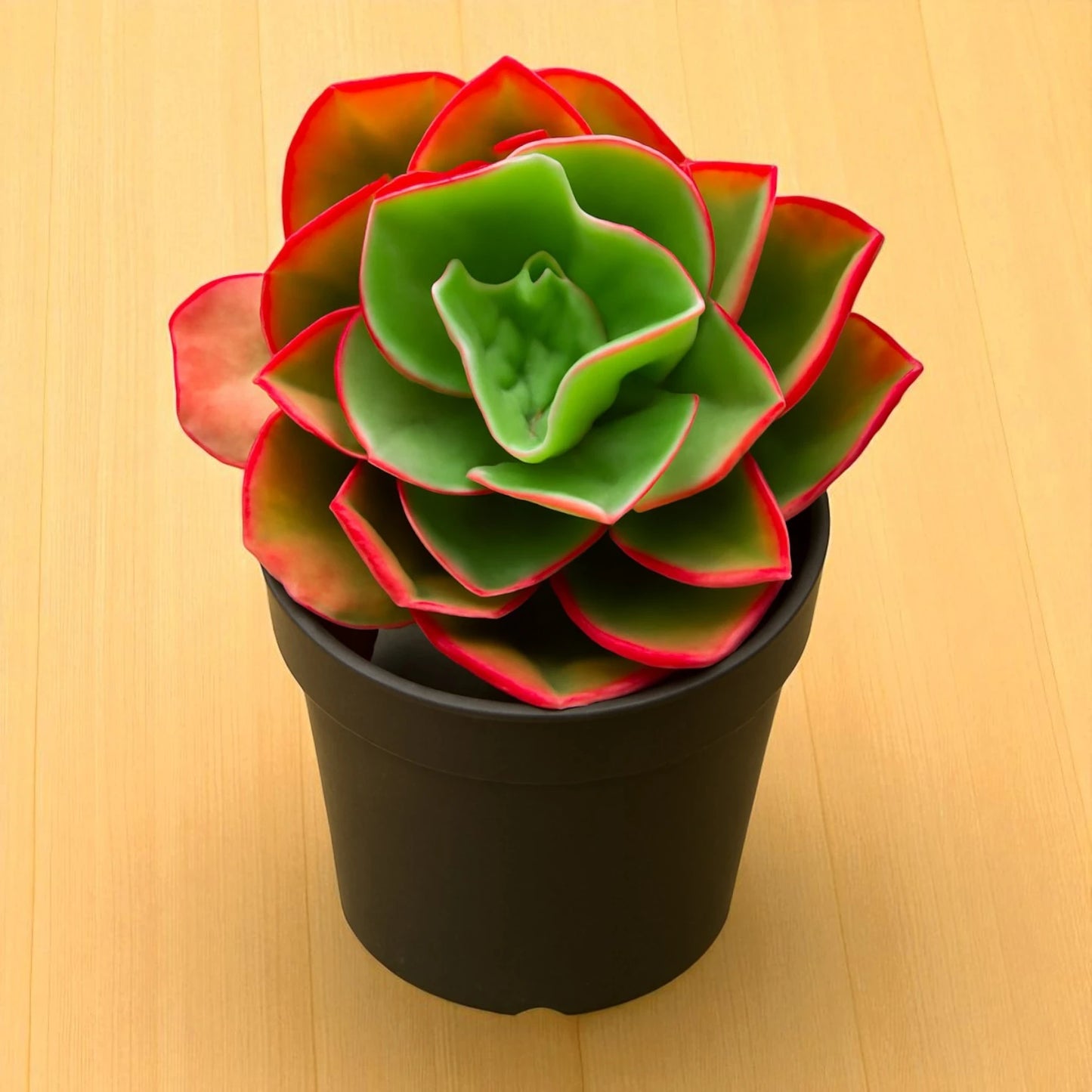 Red Echieveria (Echeveria pallida E.Walther)