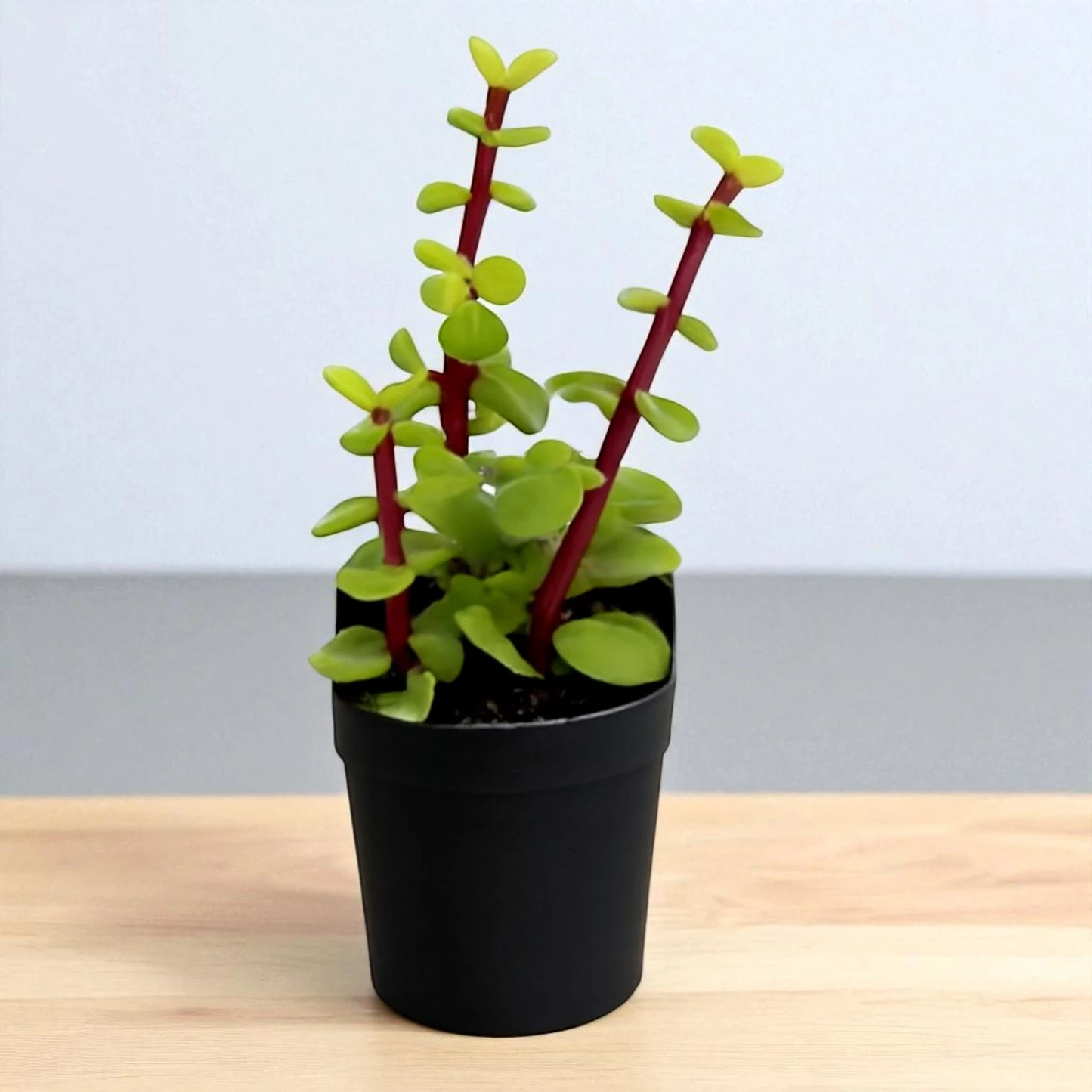 Green Elephant Bush Portulacaria afra (Bare Rooted)
